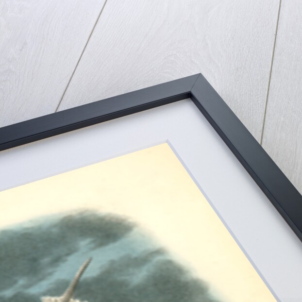 Least Tern by John James Audubon