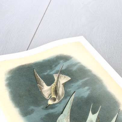 Least Tern by John James Audubon