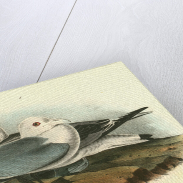 Kittiwake Gull by John James Audubon