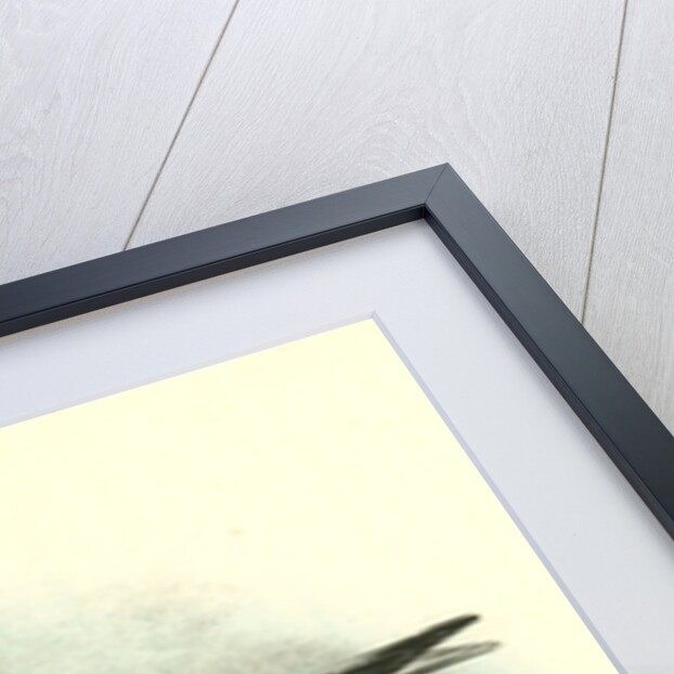 Kittiwake Gull by John James Audubon