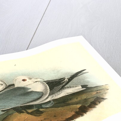 Kittiwake Gull by John James Audubon