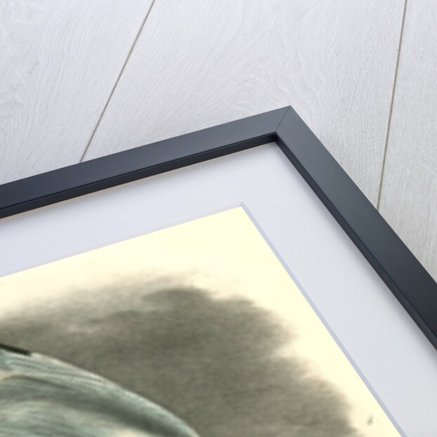 Herring or Silvery Gull by John James Audubon