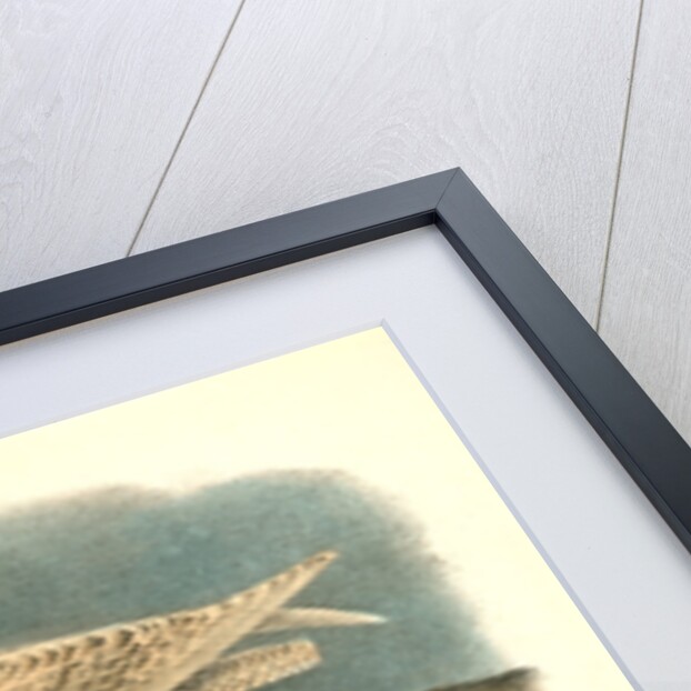 Glaucus Gull - Burgomaster by John James Audubon