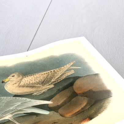 Glaucus Gull - Burgomaster by John James Audubon