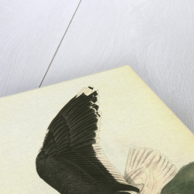 Great Black-backed Gull . Male by John James Audubon