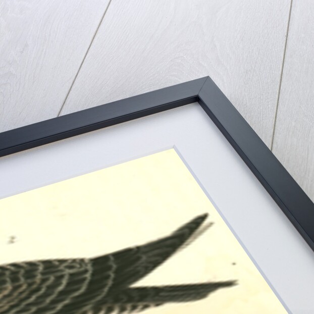 Richardson's Jager by John James Audubon