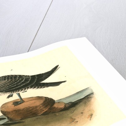 Richardson's Jager by John James Audubon