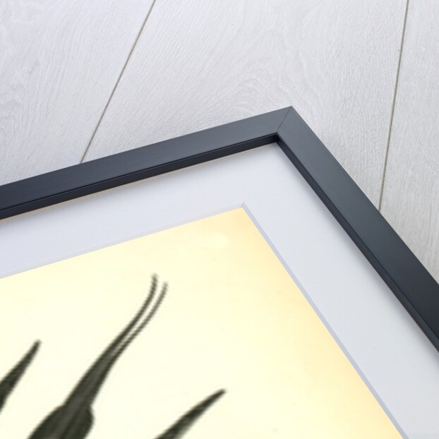 Arctic Jager by John James Audubon