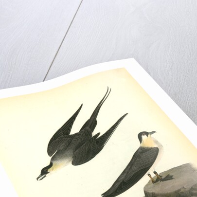 Arctic Jager by John James Audubon