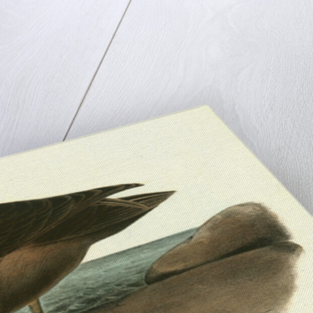 Dusky Albatros by John James Audubon