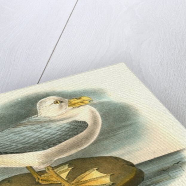 Fulmar Petrel. Adult Male Summer plumage by John James Audubon