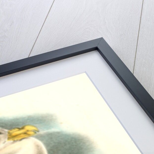 Fulmar Petrel. Adult Male Summer plumage by John James Audubon