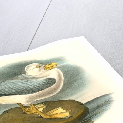 Fulmar Petrel. Adult Male Summer plumage by John James Audubon