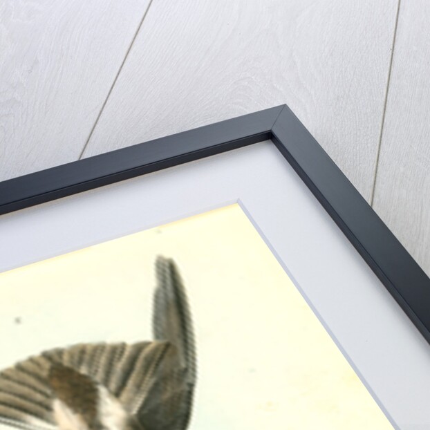 Wilson's Petrel. Mother Carey's chicken by John James Audubon