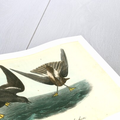 Wilson's Petrel. Mother Carey's chicken by John James Audubon