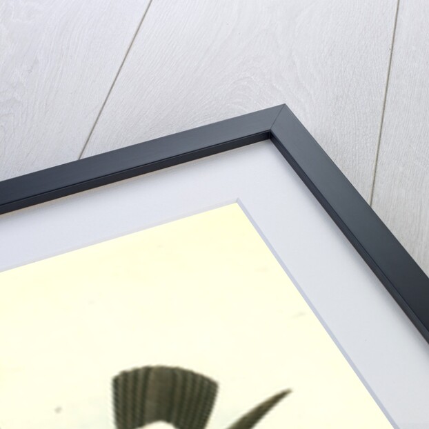 Least Petrel. Mother Carey's chicken by John James Audubon