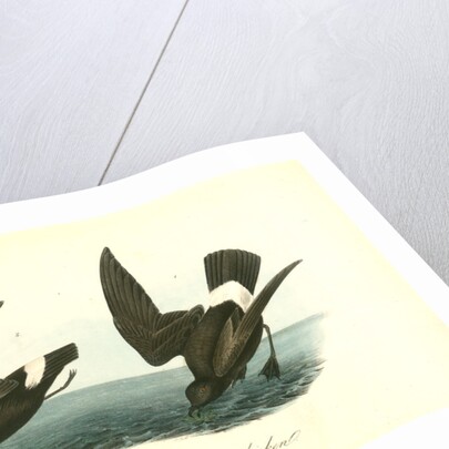 Least Petrel. Mother Carey's chicken by John James Audubon