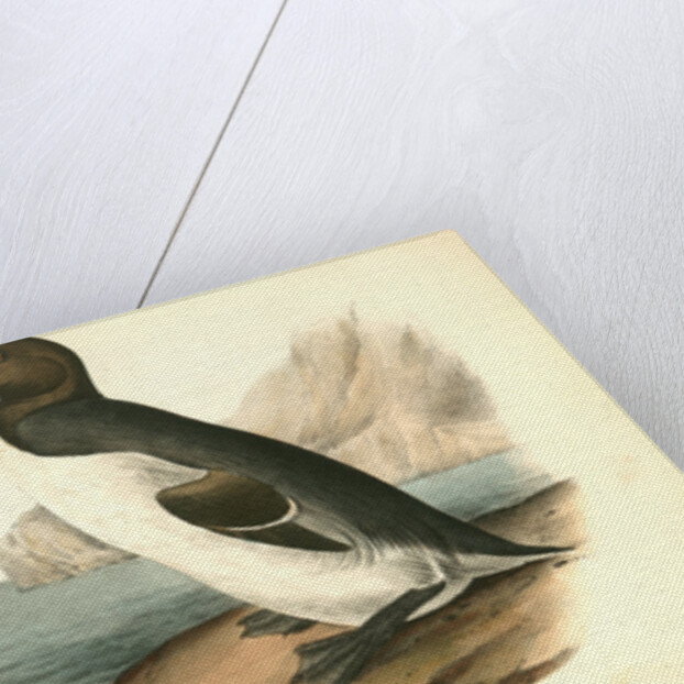 Great Auk. Adult by John James Audubon
