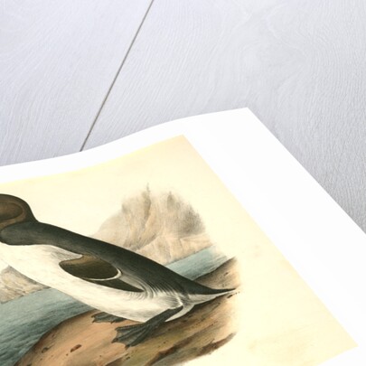 Great Auk. Adult by John James Audubon