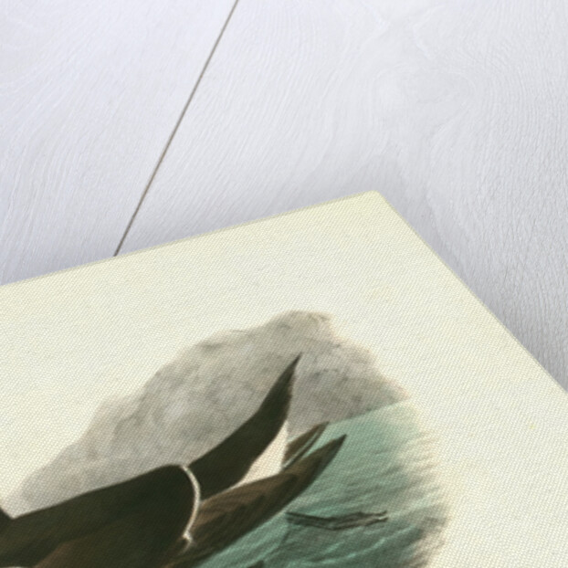 Razor-billed Auk by John James Audubon