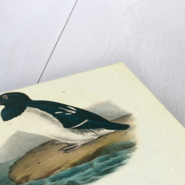 Little Auk, Sea dove by John James Audubon