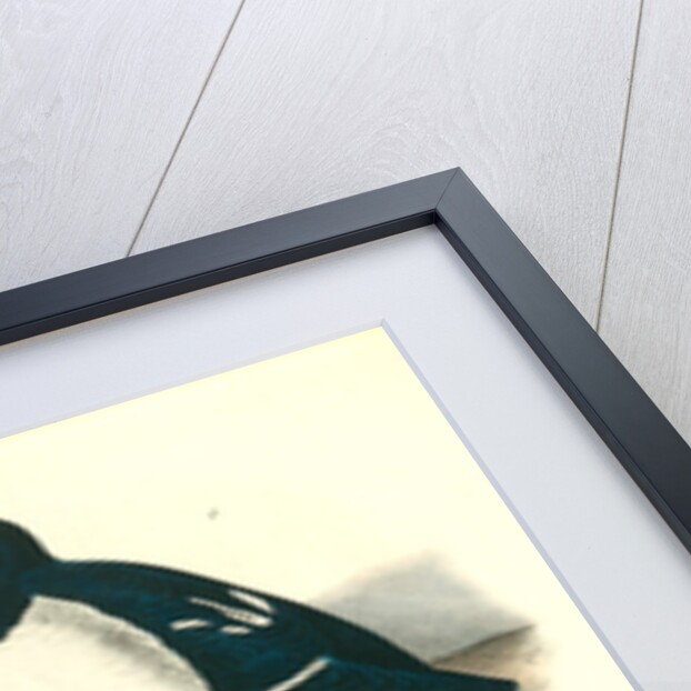 Little Auk, Sea dove by John James Audubon