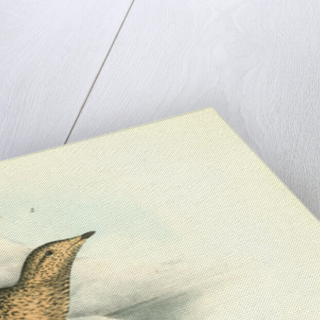 Black-throated Guillemot by John James Audubon