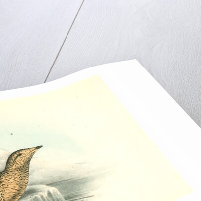 Black-throated Guillemot by John James Audubon