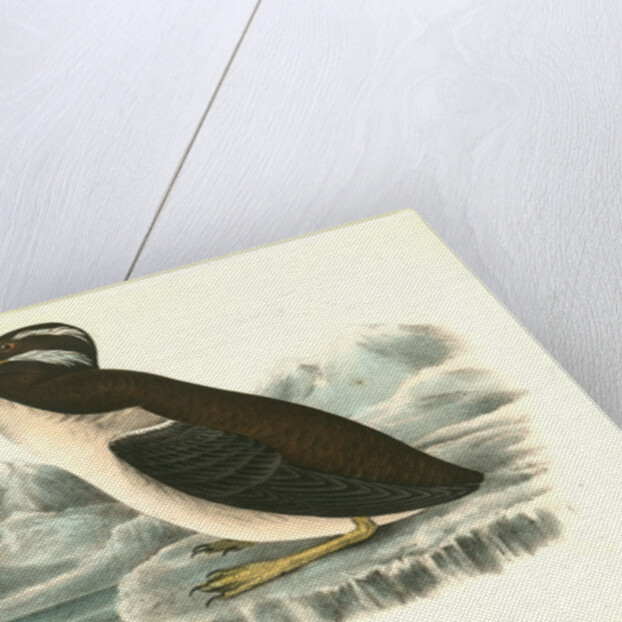 Horned-billed Guillemot by John James Audubon