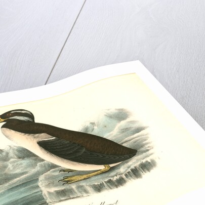 Horned-billed Guillemot by John James Audubon