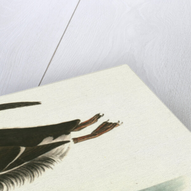 Large-billed Guillemot. Male by John James Audubon