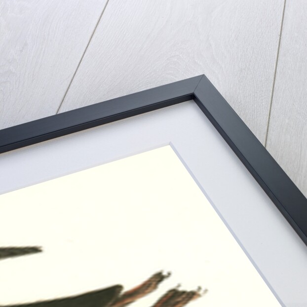 Large-billed Guillemot. Male by John James Audubon