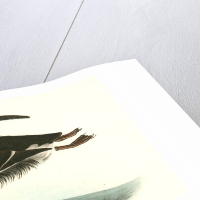 Large-billed Guillemot. Male by John James Audubon