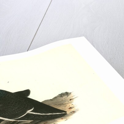 Foolish Guillemot. Murre by John James Audubon