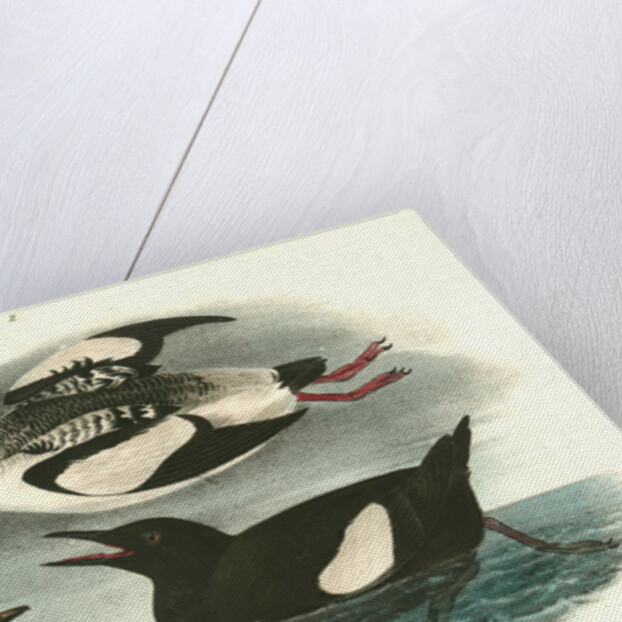 Black Guillemot by John James Audubon