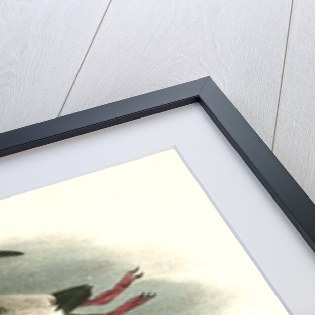 Black Guillemot by John James Audubon