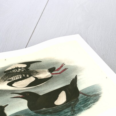 Black Guillemot by John James Audubon