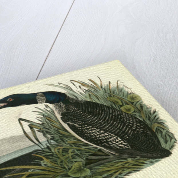 Great North Diver. Loon by John James Audubon
