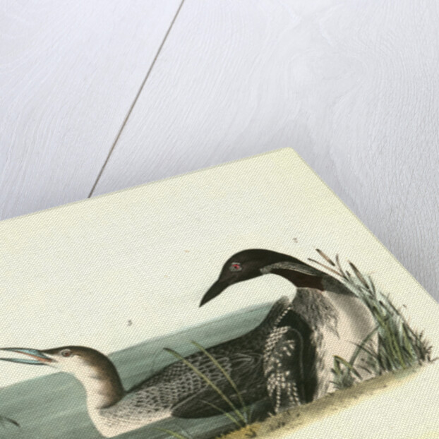 Black-throated Diver by John James Audubon