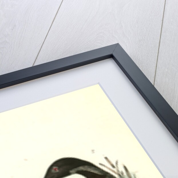 Black-throated Diver by John James Audubon