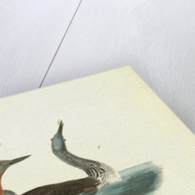 Red-throated Diver by John James Audubon