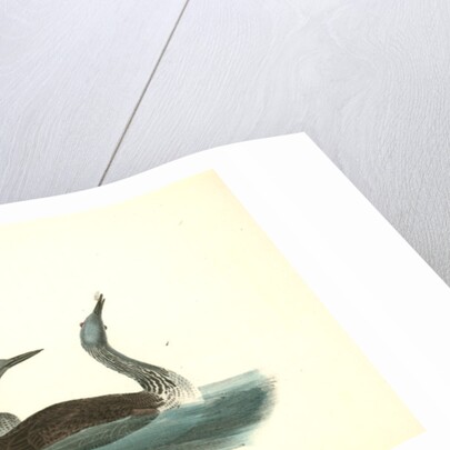 Red-throated Diver by John James Audubon