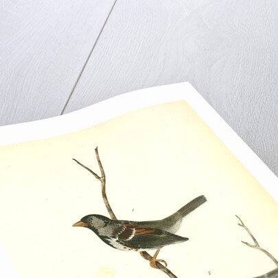 Harris's Finch by John James Audubon