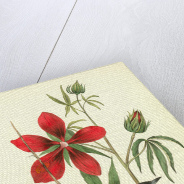 Common Troupial. Male by John James Audubon