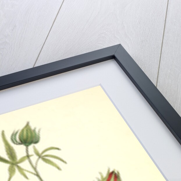 Common Troupial. Male by John James Audubon