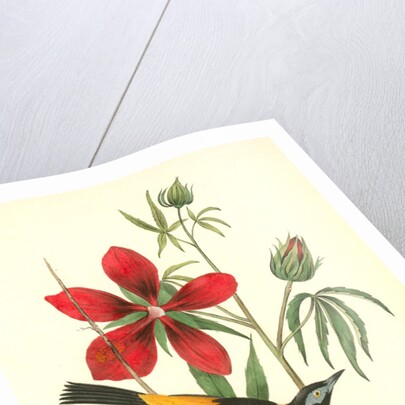 Common Troupial. Male by John James Audubon