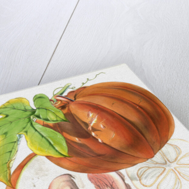 Hodgsonia Heteroclita, H. f. et T. (Fruit) by Walter Hood Fitch