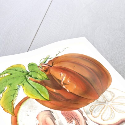 Hodgsonia Heteroclita, H. f. et T. (Fruit) by Walter Hood Fitch