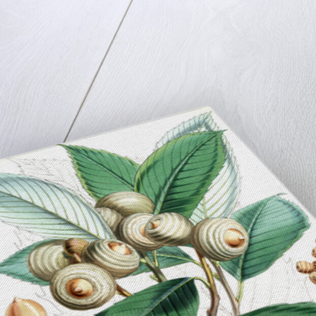 Quercus Lamellosa, Ham by Walter Hood Fitch