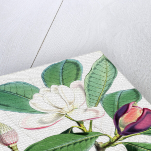 Talauma Hodgsoni, H.f. et T by Walter Hood Fitch